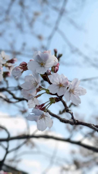 ●桜を愛でる会